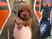 ANATOMİ HARİKASİ POODLE BEBEKLER
