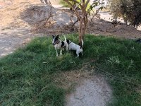 Üst düzey bir yaşında dişi 3 yaşında erkek köpeğimiz
