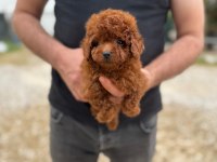 Kore kan bebek yüzlü poodle cinsi yavrularım