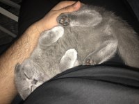 4 aylık safkan çok uslu scottish fold