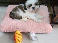 4 Aylık shih tzu Dobby Yeni yuvasını arıyor