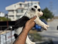 En güzel border collie yavrularımız