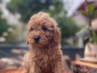 Sağlık garantili karma aşıları yapılmış yavrular toy poodle