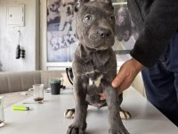 Ruhsatlı çiftlikten A kalite cane corso