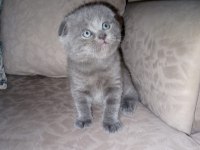 Ev ortamında büyüyen scottish fold yavrum