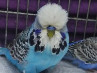 Show jumbo muhabbet kuşu