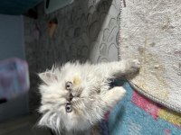 Şecereli anne babadan safkan iran kedisi yavrular