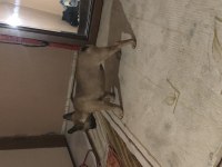 3.5 aylık french bulldog