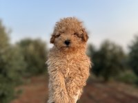 Renk renk toy poodle yavrularımız 