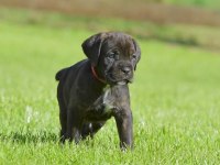 A scrli anne babadan cane corso yavrular kapıda ödeme
