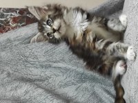 Gift of kings cattery maine coon yavrular