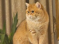 Irk garantili golden british shorthair bebekler