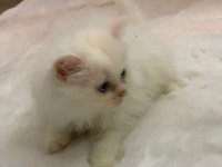 1.5 AYLIK MİNİCİK BRITISH LONGHAIR