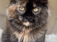Türkiye’nin Her Yerine Teslim 4 Aylık Dişi Maine Coon