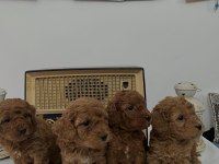 Muhteşem Irk Garantili Poodle Yavrularım