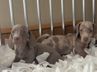 ORJİNAL DACHSHUND YAVRULARIMIZ