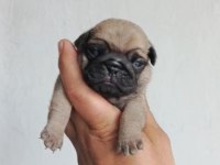 Pug mops yavrular ırk sağlık garantili