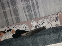 8 aylık uysal eğitimleri aşısı tam scottish fold