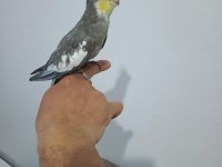 Konuşan sultan papağanı