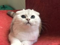 Safkan scottish fold silver ns11