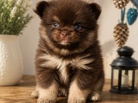 Türkiyenin En Üst Kalite Chihuahua Yavrusu