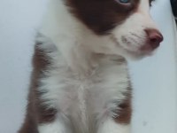 Kahverengi beyaz border collie yavru