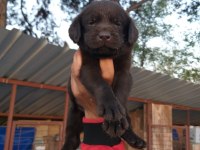 Çikolata, siyah ve şampanya labrador köpekler