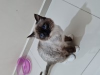 Kısırlaştırılmamış biri dişi ve biri erkek 8 aylık ragdoll