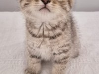 18 nisan doğumlu scottish fold erkek