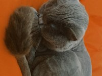 Gri British Shorthair 2 Yaşında