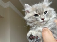 British longhair kedisi