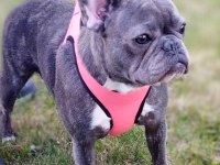 Eş egzotik french bulldoglar