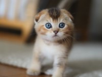 Top kafa scottish fold yavru