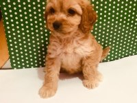 Hakiki red maltipoo wc eğitimli yavru