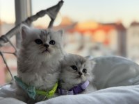British shorthair ve longhair bebekler