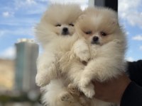 Ultra Kalite Tea Cup Pomeranian Yavrularımız