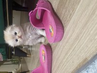 2 aylık scottish fold longhair