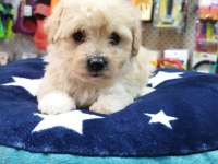 Maltese teriyer köpekler
