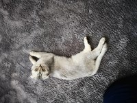10 aylık kısırlaştırılmış 2 kardeş kızımız scottish fold