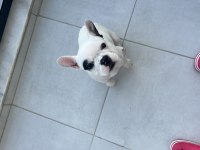 French bulldog yavru
