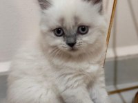 Sadece 1 prenses british shorthair kaldı