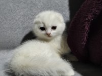 20 Şubat Doğumlu Scottish Fold Yavrular