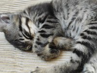 TEKİR KEDİMİZE ACİL YUVA ARIYORUZ