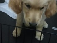 4 aylık dişi golden retriever