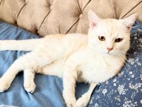 Boncuk gözlü british shorthair evlat