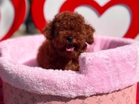 Orjinal Toy Poodle Yavrularımız 