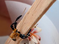 Orkide Mantis (Hymenopus Coronatus)