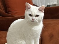 7 AYLIK BEYAZ DİŞİ BRITISH SHORTHAIR