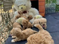 Google görsellerde bile olmayan maltipoo köpeklerim