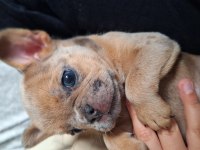 Cok tatlı french bulldog